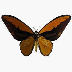 Image showing Butterfly-Birdwing Y