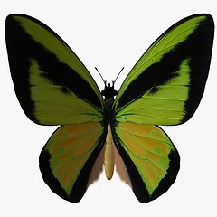 Image showing Butterfly-Birdwing Z