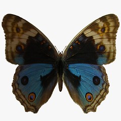 Image showing Butterfly-BluePansy