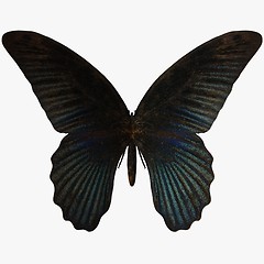 Image showing Butterfly-Blue Swallow