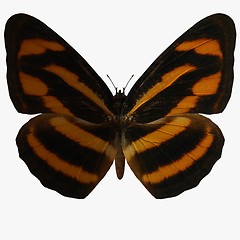 Image showing Butterfly-Burmese Lascar