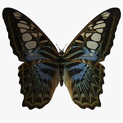 Image showing Butterfly-Clipper