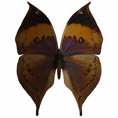 Image showing Butterfly-Indian Leaf