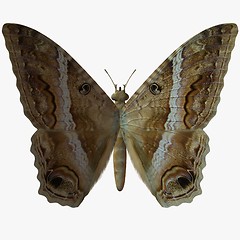 Image showing Butterfly-Mapper