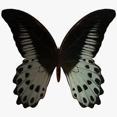 Image showing Butterfly-Marble Swallow Tail