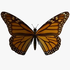 Image showing Butterfly-Monarch