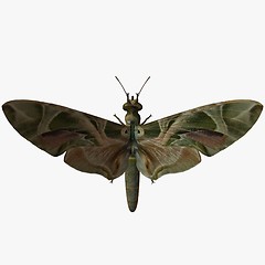 Image showing Butterfly-Oleander Hawk