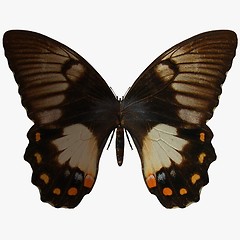 Image showing Butterfly-Orchard Swallow Tail