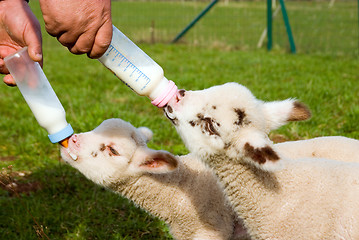 Image showing Feeding Time