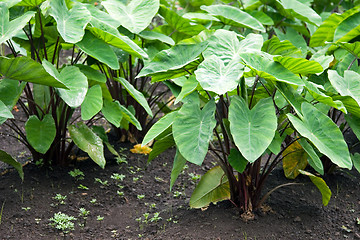 Image showing Taro Field