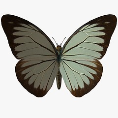 Image showing Butterfly-Pine White