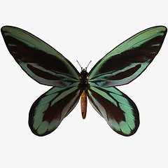 Image showing Butterfly-Qu Alexander Birdwing