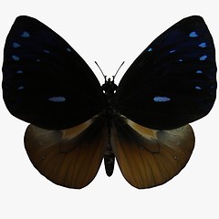 Image showing Butterfly-Queen Cracker