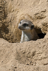 Image showing Meerkat