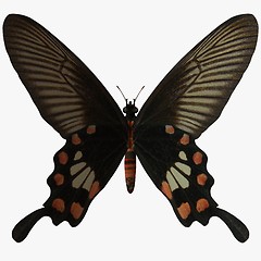 Image showing Butterfly-Rose Swallow Tail