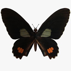 Image showing Butterfly-Ruby Swallow Tail