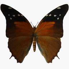 Image showing Butterfly-Russet Flipper