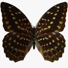 Image showing Butterfly-Speckled Hen