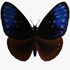 Image showing Butterfly-Striped Blue Crow