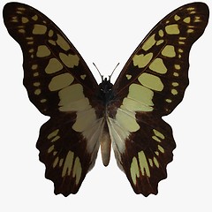 Image showing Butterfly-Swallow Tail