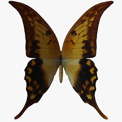 Image showing Butterfly-Swallow Tail