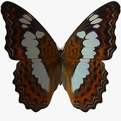 Image showing Butterfly-White Admiral