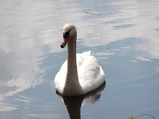 Image showing The Swan