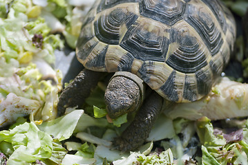 Image showing Turtle