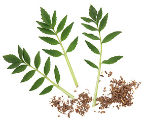 Image showing Valerian Herb