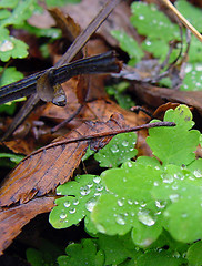 Image showing Wet forest floor