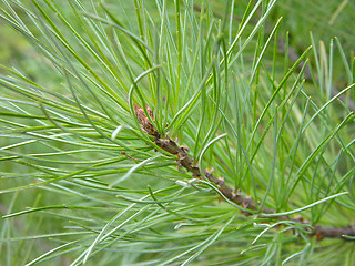 Image showing Siberian pine