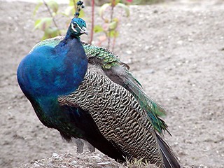 Image showing Pretty Peacock