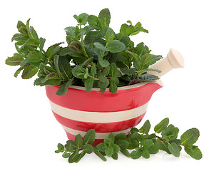 Image showing Peppermint Herb