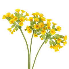 Image showing Cowslip Flowers