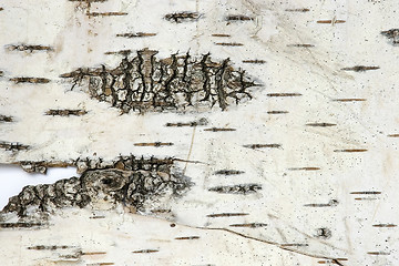Image showing Bark of a birch