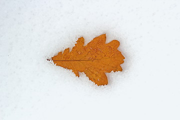 Image showing oak leaf in snow