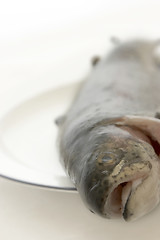 Image showing Trout