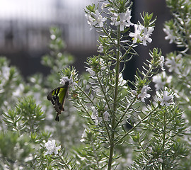 Image showing Butterfly