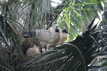 Image showing Australian White Ibis