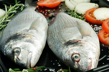 Image showing Fresh Gilthead