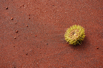 Image showing Sea urchin on a red sand beach