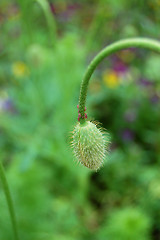 Image showing Aphids around an unopened flower bud