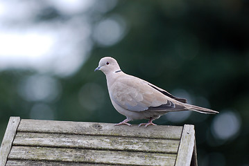 Image showing Ringneck dove