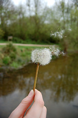 Image showing Hand holding a dandelion clock