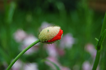 Image showing Greenfly on a poppy flower bud