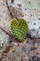 Image showing Heart-shaped cactus