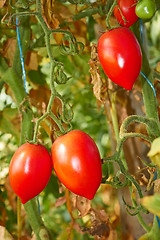 Image showing Latest tomatoes in autumn greenhouse