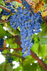 Image showing Bunches of blue ripe grapes