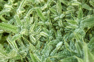 Image showing Prickly plant with water drops