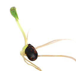 Image showing Runner bean seed with a green leaf shoot